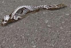 В Антарктиде нашли скелет неизвестного существа (фото, видео)