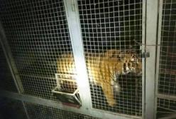 В Киеве на Жуковом острове обнаружили беспризорных тигров (фото, видео)
