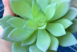 Американка два года ухаживала за искусственным растением, думая, что оно живое