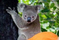 Пострадавшие в австралийских пожарах коалы возвращаются домой: трогательные фото