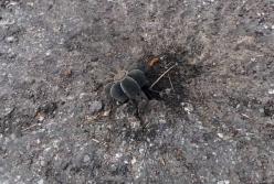 На Донбассе подорвались два бойца ВСУ на неустановленном устройстве