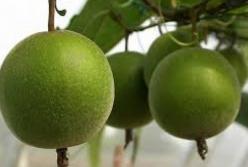 Ученые назвали фрукт, продлевающий жизнь 