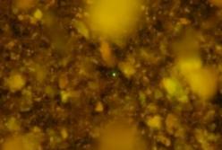 Ученые «разбудили» микробов, пролежавших на дне океана 100 миллионов лет