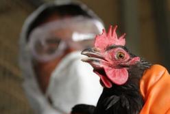 ЕС приостановил ввоз мяса птицы из Украины