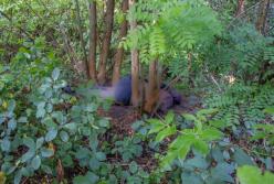 В Днепре обнаружили повешенным мужчину, которого искали 5 дней