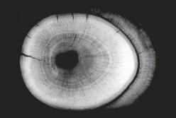 Ученые раскрыли секрет долголетия самых первых млекопитающих планеты