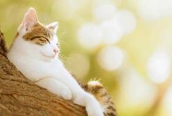 Прогноз погоды на 7 августа: жара усилится