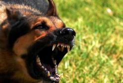 В Николаевской области от бешенства умер 31- летний мужчина