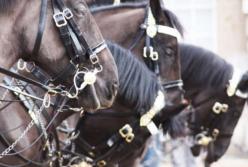 Археологи обнаружили уникальную 2500-летнюю конскую сбрую (видео)