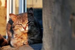 Прогноз погоды на 11 апреля: в Украине будет солнечно, местами немного похолодает