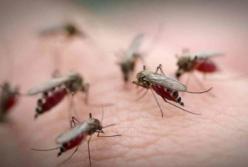 Убивает один укус: ученые обнаружили смертоносных комаров