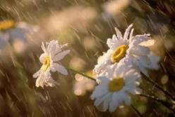 Прогноз погоды на 31 мая: дожди и грозы