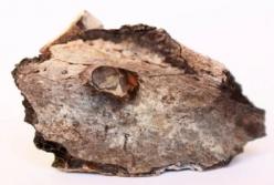 Найдены древнейшие следы намеренного сожжения людей