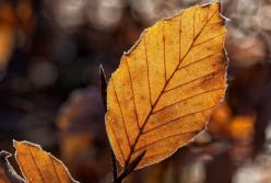 Прогноз погоды на 1 октября: ночью заморозки, днем до 15° тепла