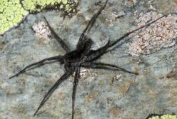 Ученые обнаружили новый вид паука-волка