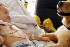 В Британии пес "исцелил" умирающего мальчика