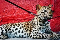 Мужчина гулял с леопардом по улицам Киева (фото)