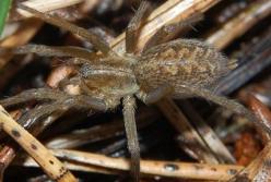 Ученые создали лекарство от инфаркта из яда пауков