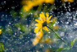 Прогноз погоды на 25 апреля: на Западе пройдут дожди