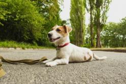 В Киеве запустили реестр домашних и бездомных животных