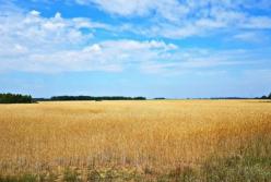 Украина установила рекорд по сбору ранних зерновых