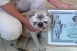 Умерла самая старая собака в Украине (фото)