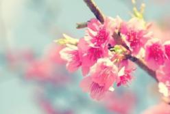 В Японии открыли сезон цветения сакуры (фото)