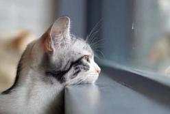 Прогноз погоды на 4 февраля: в Украину идет похолодание