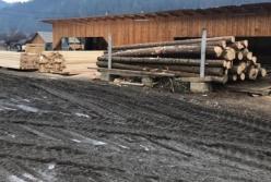 В Украине раскрыли масштабную схему нелегального экспорта древесины