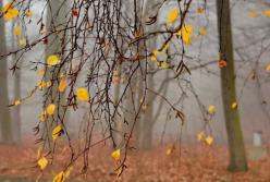 Прогноз погоды на 28 ноября: в Украине потеплеет (карта) 