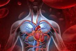 Медики назвали пять продуктов, которые улучшают состояние сердца