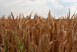 В Украине хотят перезапустить систему агрострахования