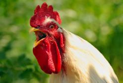 Во Франции судят петуха, который слишком рано будит людей