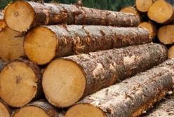 Гослесагентство разработало законопроект об ответственности за оборот незаконно заготовленной древесины
