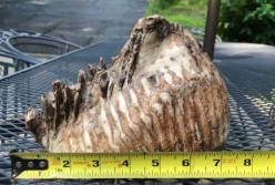 Школьник случайно нашел гигантский зуб мастодонта (фото)
