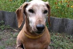 Умерла самая старая собака в Украине (фото)