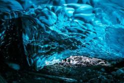 Ученые обнаружили во льдах Антарктиды гигантских морских пауков