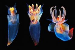 Ученые обнаружили организмы, которые пережили глобальное потепление и массовое вымирание