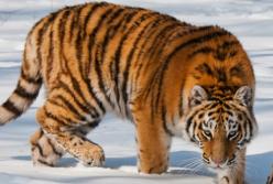 Россиянин хранил в морозилке тушу амурского тигра (фото)