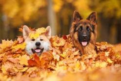 Прогноз погоды на 29 октября: днем до +18 градусов, ночью – заморозки