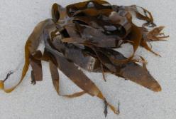 Медики назвали полезные продукты для здоровья щитовидной железы