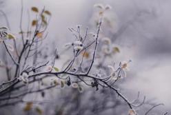 Прогноз погоды на 30 января: без морозов, но с мокрым снегом и ветрами