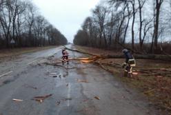 На Прикарпатье ветер повалил дерево на дорогу, есть пострадавшие