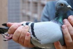 В Бельгии продали голубя за рекордную сумму