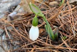 Очередная природная аномалия: в Украине забили тревогу (фото)