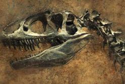 Ученые обнаружили останки нового для науки вида динозавра