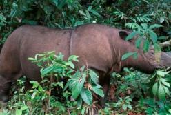 Последний суматранский носорог умер в Малайзии (фото)