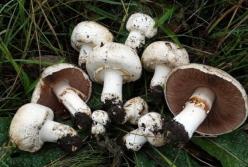 Медики о пользе употребления грибов 