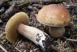 Диетологи назвали самый полезный гриб