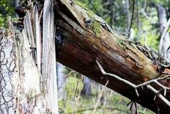 На Львовщине погиб молодой мужчина, на которого упало дерево 